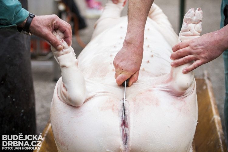 Masopust spojený se zabíjačkou v Boršově nad Vltavou