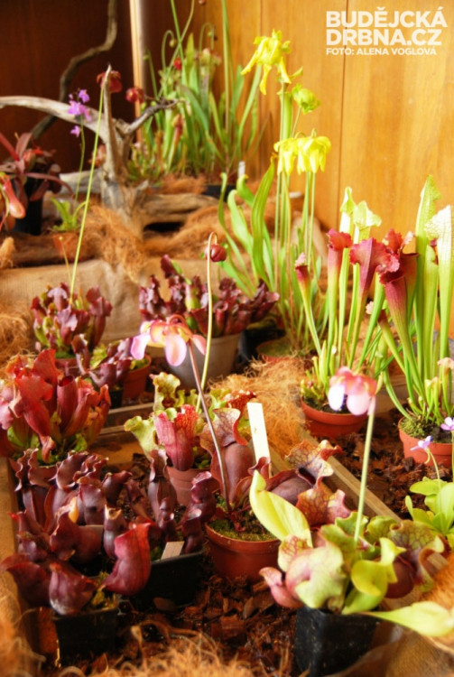 Hned u vstupu zaujmou vaši pozornost masožravé rostliny