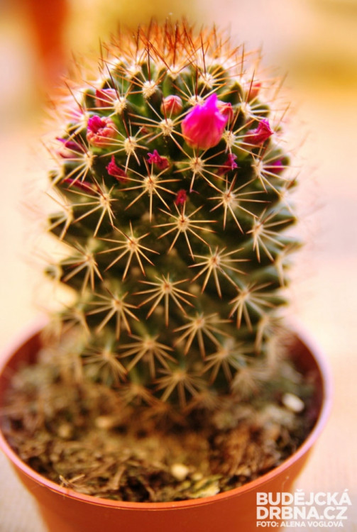 Koupit si můžete i kaktusy