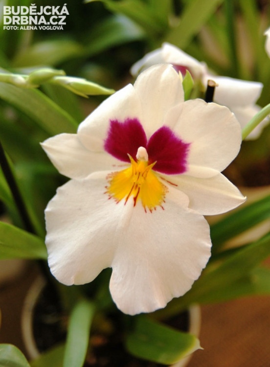 Květiny, na které je možné se dívat hodiny