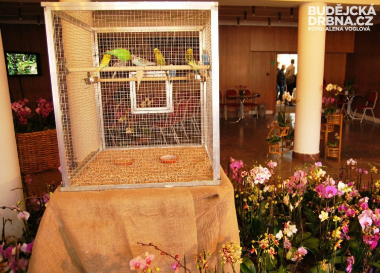 Letos poprvé uslyšíte a uvidíte i živé papoušky, kteří podtrhávají atmosféru výstavy
