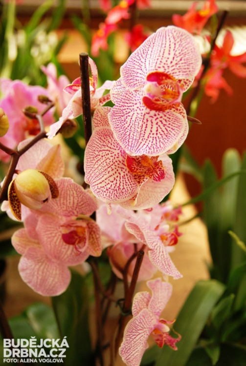 Lidé opouštějí výstavu s plnými taškami nádherných květin