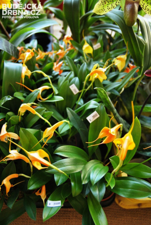 Mazdevalia ke svému růstu a permanentnímu kvetení potřebuje neustále stát ve vodě