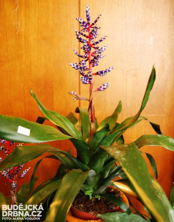 Na výstavě uvidíte známé i neznámé druhy květin