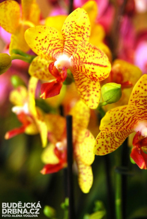 Některé květy připomínají akvarijní rybičky