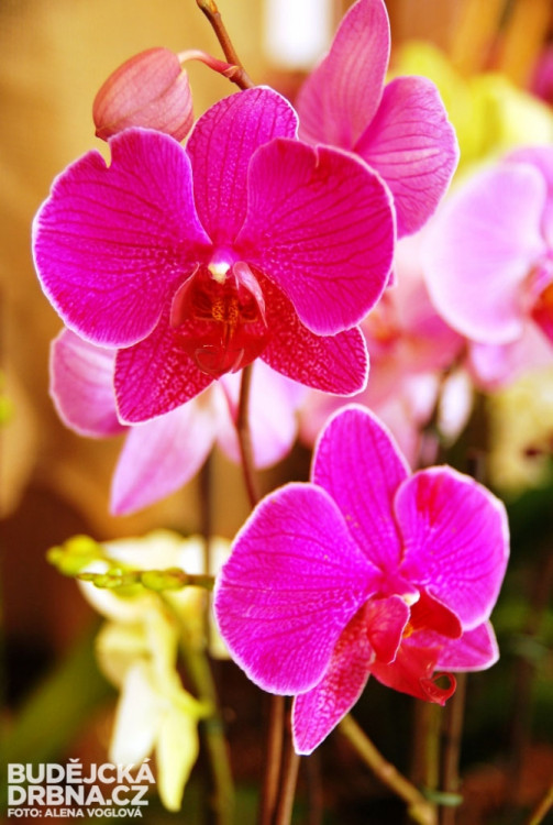 Něžná krása, která vyráží dech