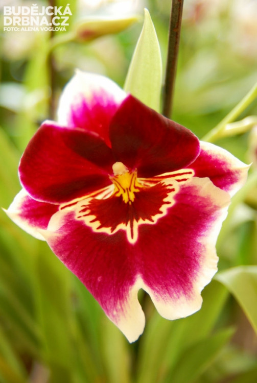 Příroda je mocná čarodějka