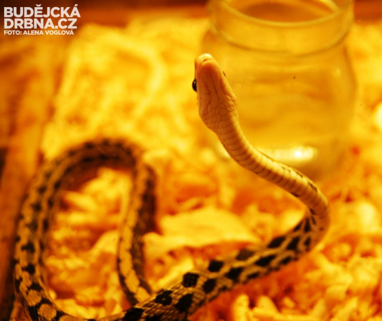 Teraristé ukazují své miláčky