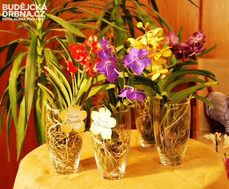 Vzácné druhy orchidejí překvapily zajímavým zbarvením