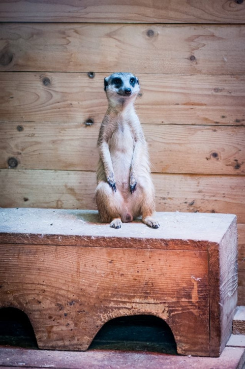 Liberecká zoologická zahrada se probudila ze zimního spánku