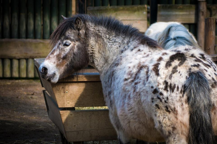 Liberecká zoologická zahrada se probudila ze zimního spánku
