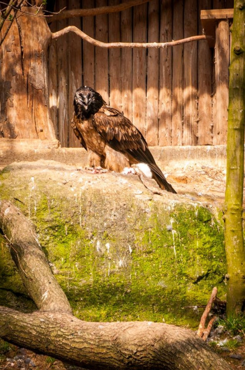 Liberecká zoologická zahrada se probudila ze zimního spánku
