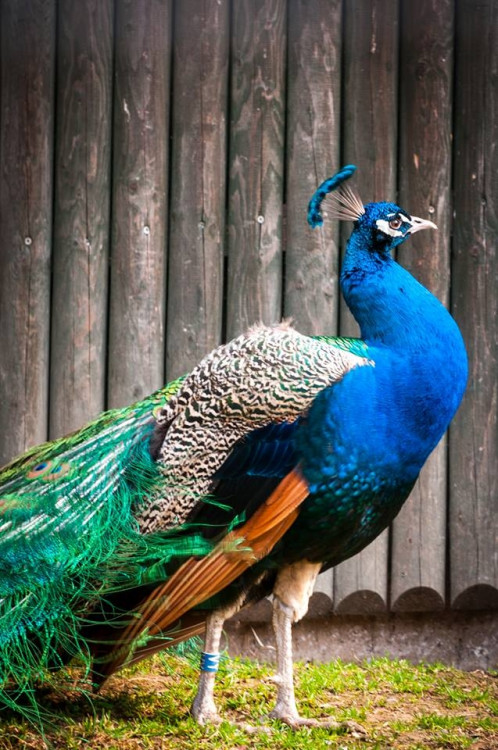 Liberecká zoologická zahrada se probudila ze zimního spánku