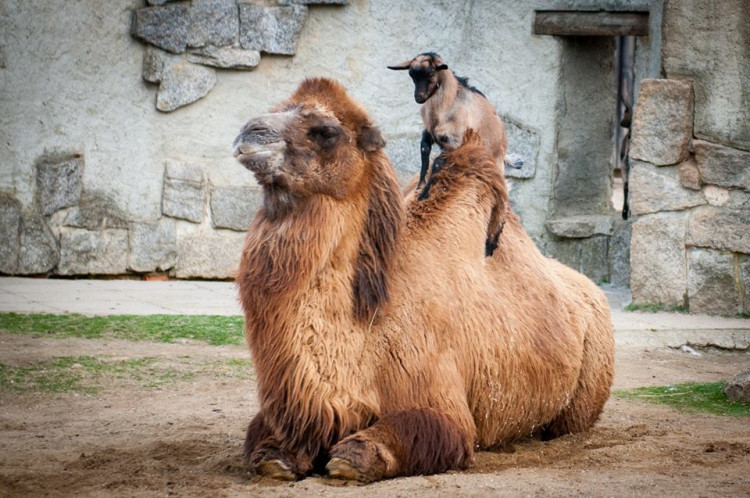 Liberecká zoologická zahrada se probudila ze zimního spánku