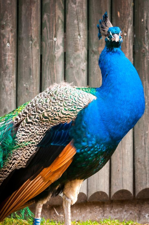 Liberecká zoologická zahrada se probudila ze zimního spánku