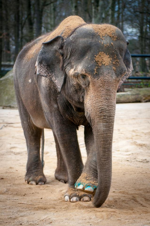Liberecká zoologická zahrada se probudila ze zimního spánku