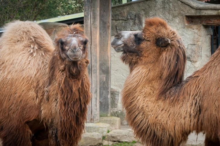 Liberecká zoologická zahrada se probudila ze zimního spánku