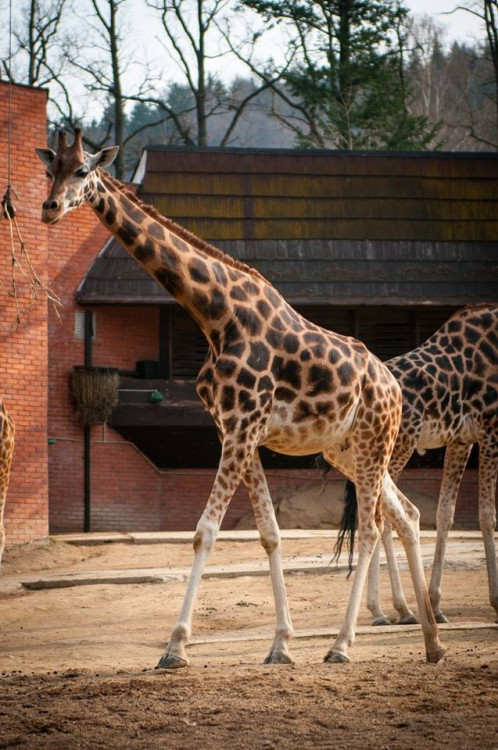 Liberecká zoologická zahrada se probudila ze zimního spánku