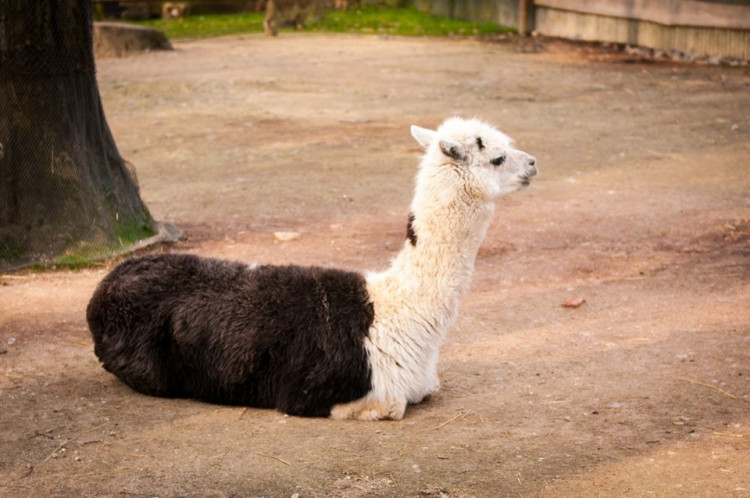 Liberecká zoologická zahrada se probudila ze zimního spánku