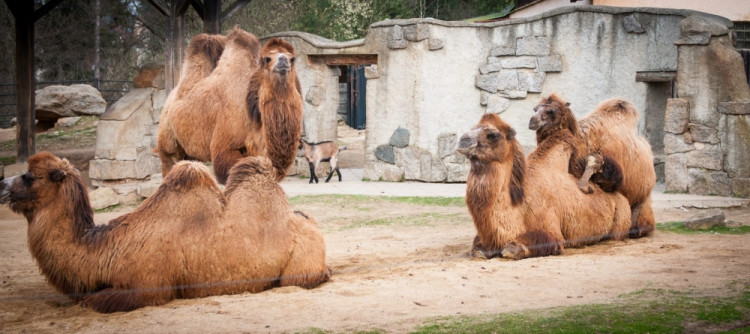 Liberecká zoologická zahrada se probudila ze zimního spánku