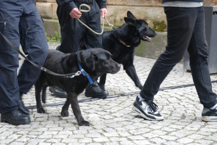 Mezi služebními psi jsou různá plemena, i kříženci nebo pejsci z útulků.