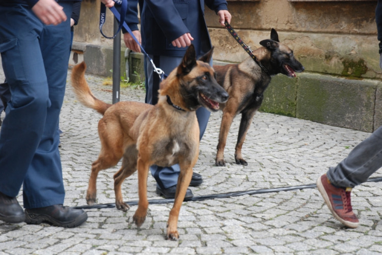 Často se objevuje belgický ovčák malinois.
