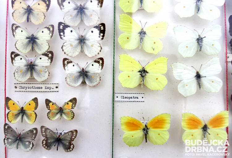 Slavnostní znovuotevření Jihočeského muzea