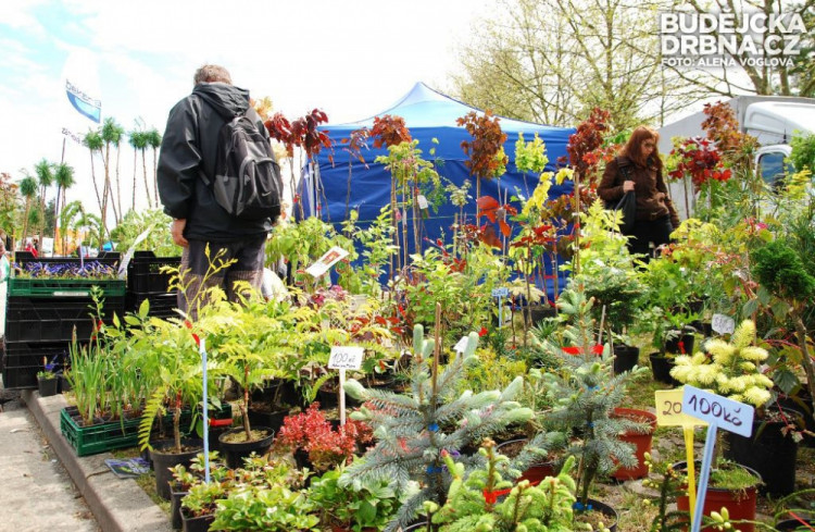 Stejné rostliny, různé ceny. Je dobré si pečlivě vybírat