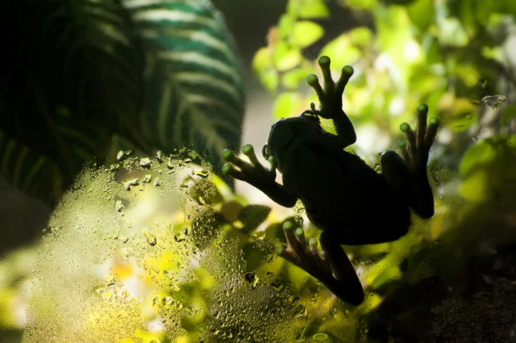 1. místo Michaela Dvořáková -  snímek rosnice siné