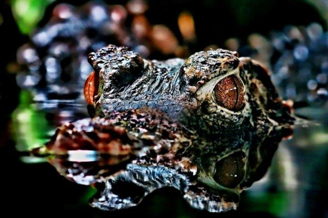 3. místo Tom Halačka  - snímek kajmánka trpasličího