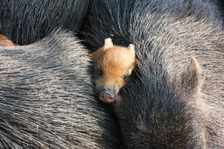 5.–12. místo bez pořadí:  Aleš Berka; Amálie Mrkosová a Robert Kúkol; Dominika Černá; Eva Kolářová; Jakub Kramárik; Jan Poláček; Petr Stejskal