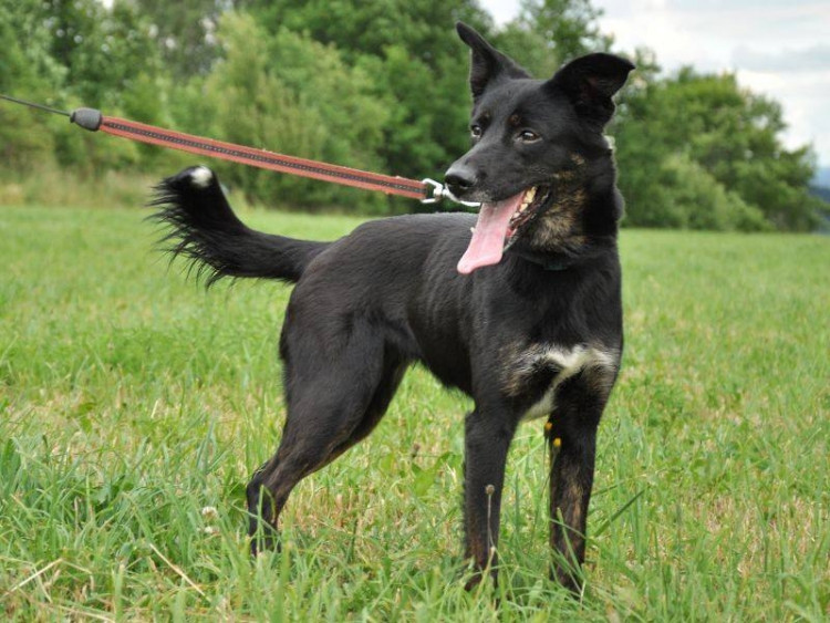 Dva roky stará kříženka