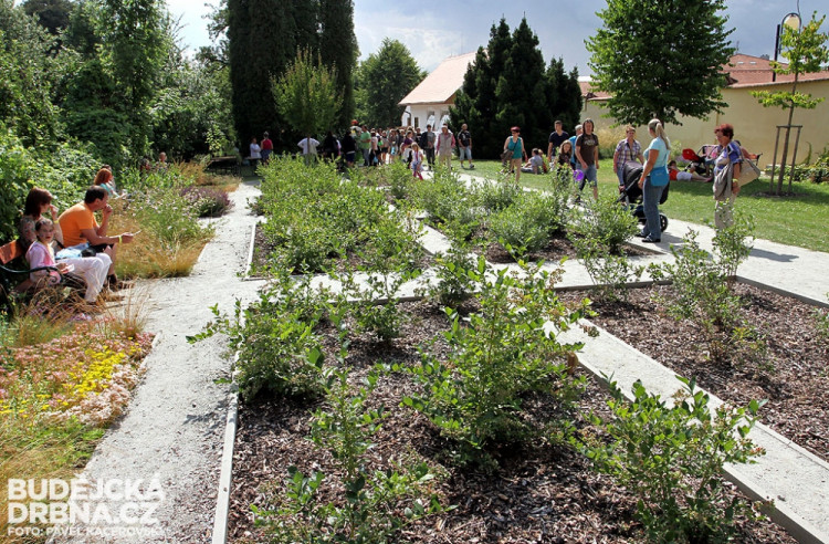 Borůvková zahrada v sousedství prelatury