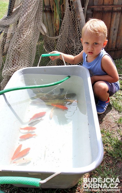 17. Selské slavnosti Holašovice 2014