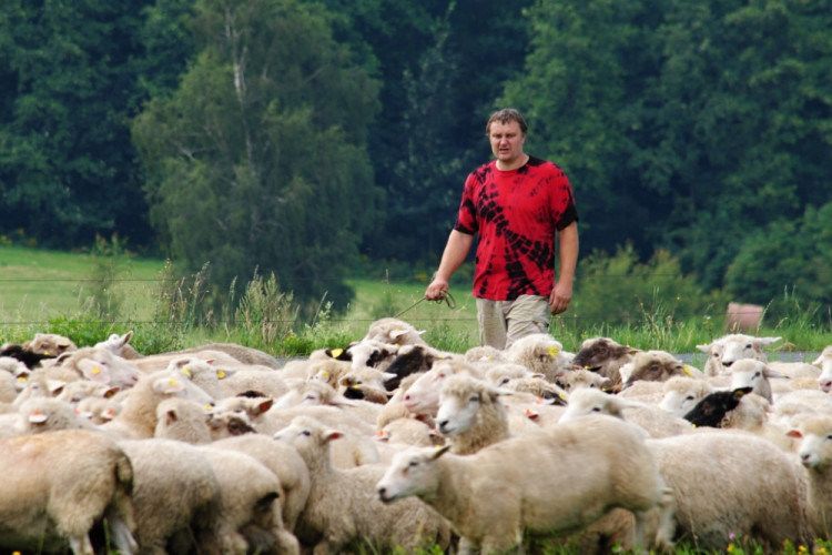 Pořadatel akce Karel Mařík se svým stádem.