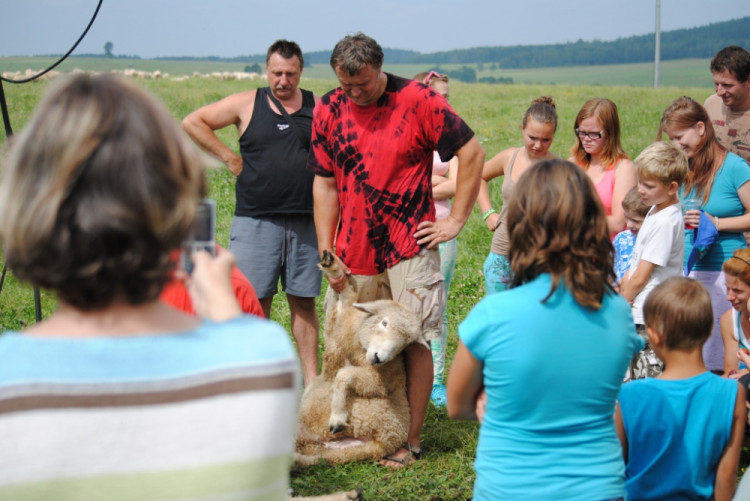 Když ovci položíte na záda, přestane sebou šít. Tahle čeká na ostříhání