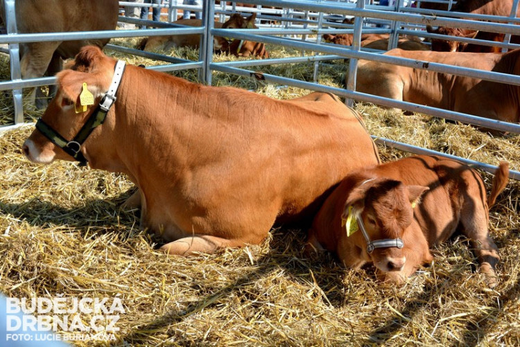 41. Země živitelka 2014