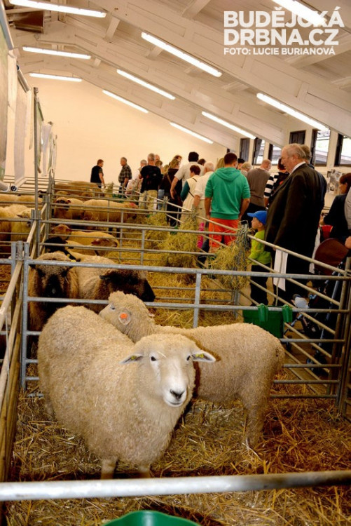 41. Země živitelka 2014