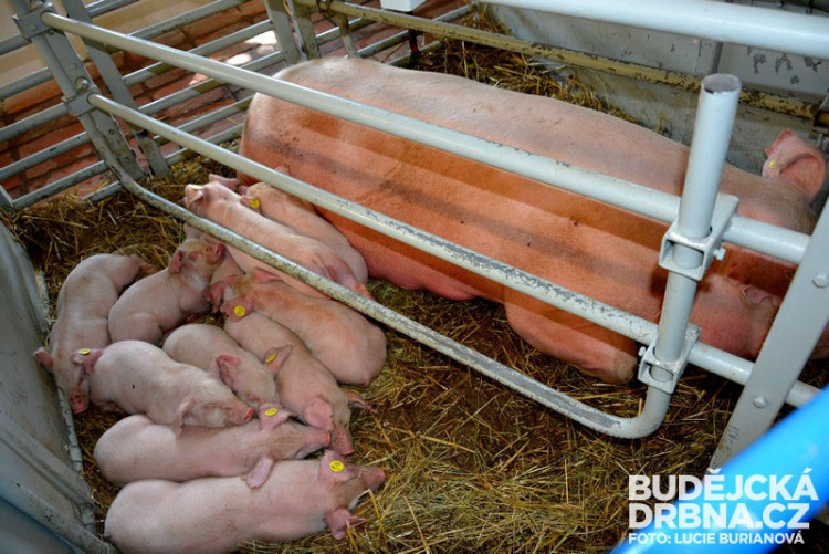 41. Země živitelka 2014