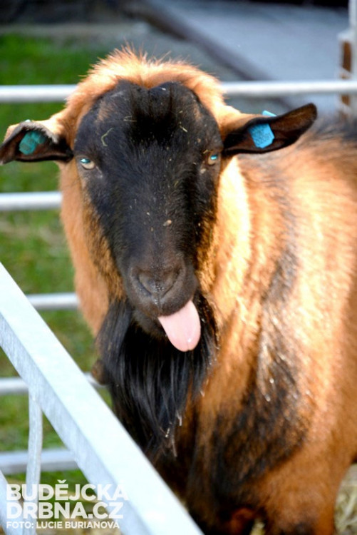 41. Země živitelka 2014