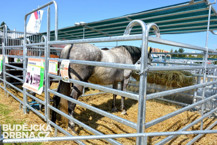 41. Země živitelka 2014