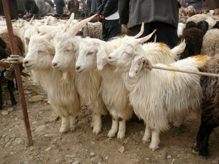 trh s hospodarskymi zviraty 2