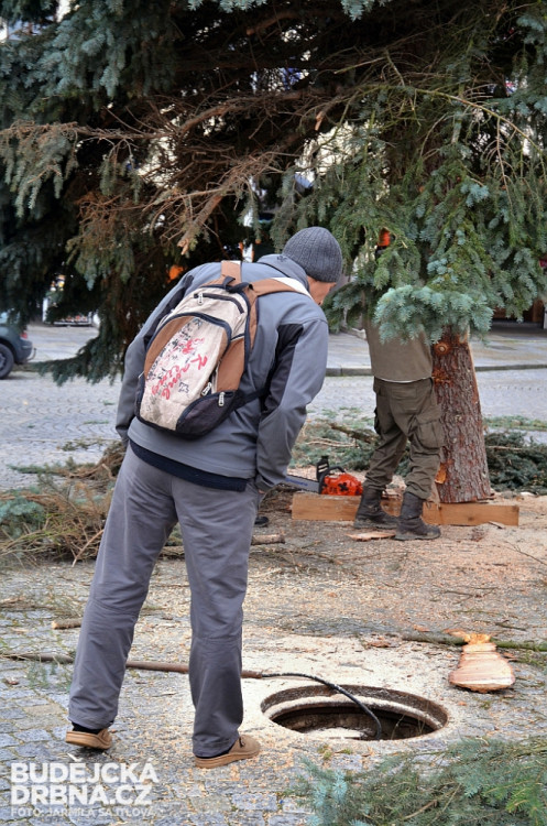 Budějcké náměstí už zdobí vánoční strom