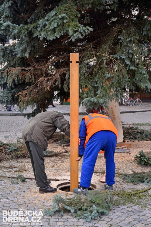 Budějcké náměstí už zdobí vánoční strom