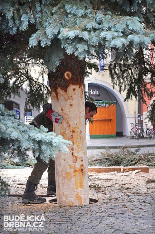 Budějcké náměstí už zdobí vánoční strom