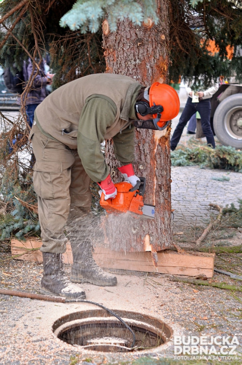 Budějcké náměstí už zdobí vánoční strom