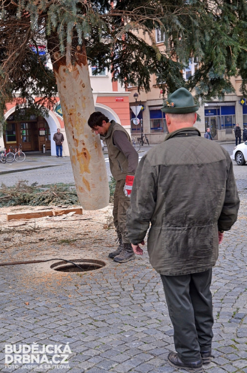 Budějcké náměstí už zdobí vánoční strom