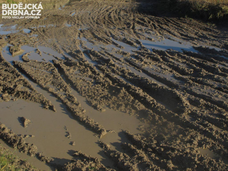 Závod o vánočního kapra