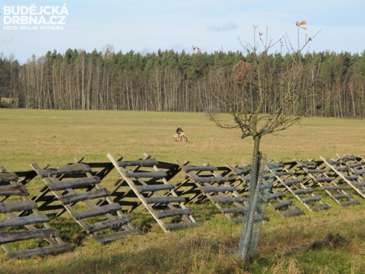 Závod o vánočního kapra