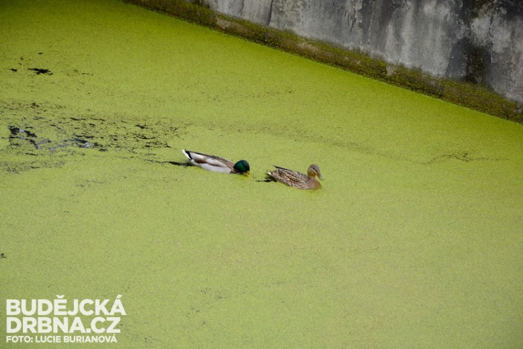 Fauna a flora v nádrži